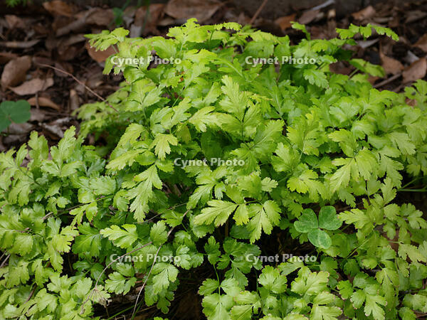 キクバオウレン [YOS110002540]