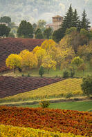 Castle and Vineyards in autumn, Castelvetro di Modena, Italy [AWL110001497]