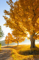 Fall foliage, Woodstock, Vermont, USA [AWL110001508]