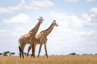 Giraffe, Nxai Pan National Park, Botswana [AWL110001515]