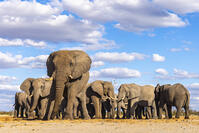 Elephant bulls at a waterhole, Savute, Botswana [AWL110001516]