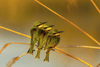 Little Bee Eaters gathering together for warmth in the early morning, Okavango Delta, Botswana [AWL110001517]