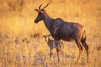 Africa, Botswana, Kwando Concession. A Tsessebe female with calf at sunset in the grassland. [AWL110001518]