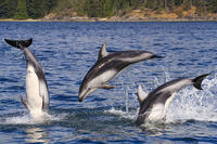 Pacific white-sided dolphins playing near Johnstone Strait, West Coast, British Columbia, Canada [AWL110001519]