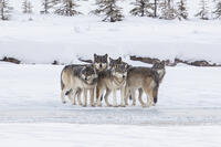 Wild gray wolf pack, Kootenay National Park, British Columbia, Canada in the Canadian Rockies [AWL110001520]