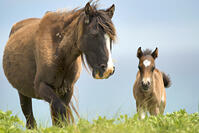A wild horse and her foal on Sable Island, Nova Scota, Canada [AWL110001521]