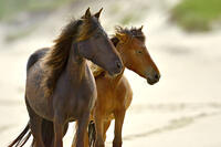 A wild horse walking on the beach on Sable Island, Nova Scotia, Canada [AWL110001522]