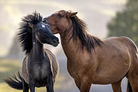 Wild horses playing in Alberta, Canada [AWL110001523]