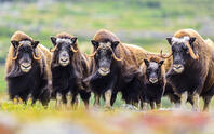Muskox (Ovibos moschatus), Tasiujaq, Nunavik, Canada [AWL110001524]