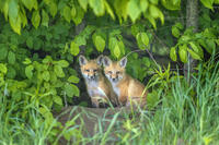 Red Fox (Vulpes vulpes) kits looking out from forest, Thornton, Ontario, Canada [AWL110001525]