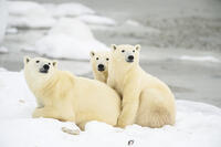 Polar Bear (Ursus maritimus) Mother and yearling cubs resting along the Hudson Bay coast, Wapusk NP, Cape Churchill, Manitoba, Canada [AWL110001526]