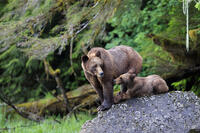 Grizzly bear sow and cub, Khutzeymateen [AWL110001527]