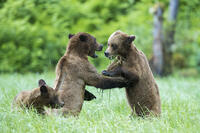 Two young grizzlies sparring while a third watches, Khutzeymateen, BC, Canada [AWL110001528]