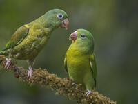 Orange-chinned Parakeet (Brotogeris jugularis), Boca Tapada, Costa Rica [AWL110001529]