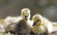 England, Manchester. Canada Goose goslings beside the canal in Castlefield. [AWL110001530]