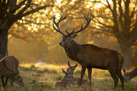 Red deer (Cervus elaphus) stag and hinds, Richmond Park, London, UK [AWL110001531]