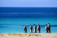 King penguin (Aptenodytes patagonicus), Volunteer Point, East Falkland, Falkland Islands [AWL110001532]