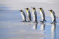 King penguin (Aptenodytes patagonicus), Volunteer Point, East Falkland, Falkland Islands [AWL110001533]