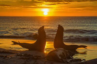Southern elephant seal (Mirounga leonina) Jousting pair at dawn, Sea Lion Island, West Falkland, Falkland Islands [AWL110001534]