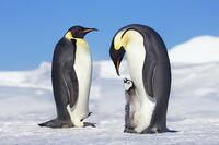 Emperor penguin parents with chick - Antarctica, Antarctic Peninsula, Snowhill Island [AWL110001535]