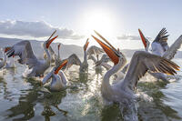 Dalmatian Pelicans (Pelecanus crispus), in a feeding frenzy, Lake Kerkini, Northern Greece, [AWL110001536]