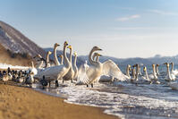 Whooper swans and ducks gather on the shore of Lake Inawashiro, Aizu, Japan. [AWL110001537]