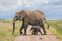 Kenya, Amboseli, Kajiado County.  A female Elephant and its very small offspring cross a dirt track in Amboseli. [AWL110001538]