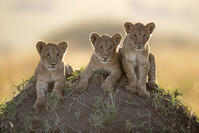 Rekero Pride. Three lion cubs of four-months-old in inquistive mood , resting on a termite mound while their mother goes off to hunt, Masai Mara, Kenya [AWL110001539]
