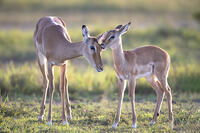 An impala female being greeted and groomed by her offspring, Masai Mara, Kenya [AWL110001540]
