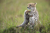 Shakira the cheetah mother with one of her five cubs - of 10 weeks old, Maasai Mara, Kenya [AWL110001541]