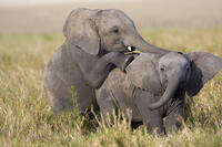 Kenya, Masai Mara, Musiara Marsh, Narok County. Elephant calves playing. Their permanent tusks emerge in their third year. [AWL110001542]