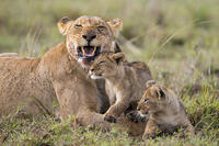 Africa, Kenya, Narok County, Masai Mara National Reserve. Lioness and her cubs [AWL110001543]