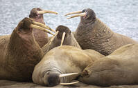 Group of Walrus (Odobenus rosmarus) on the shore , Spitsbergen, Svalbard, Norway [AWL110001544]