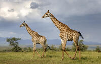 Pair of Giraffe walking across grassland, Zimanga Private Game Reserve, Natal, South Africa [AWL110001545]
