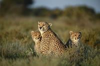 Cheetah with cubs, Serengeti National Park, Tanzania [AWL110001546]