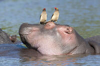 Hippopotamus (Hippopotamus amphibius), Tanzania [AWL110001547]
