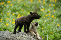 Gray/grey/timber wolf (Canis lupus)- captive raised cub, Bozeman, Montana, USA [AWL110001548]