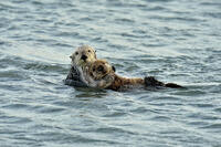 Sea otter (Enhydra lutris) Mother and pup rafting in Morro Bay Estuary, Morro Bay, California, USA [AWL110001549]