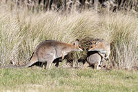 Red-necked wallabies (also known as Brush wallaby, Brush kangaroo, Brusher and Red wallaby) greet each other in a grassy clearing, Bunya Mountains National Park, Queensland, Australia [AWL110001551]