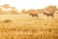 Zebra, Nxai Pan National Park, Botswana [AWL110001552]