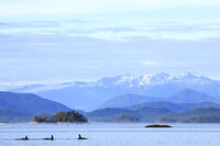Northern resident orcas in Broughton Archipelago near Telegraph Cove, BC Coast, Canada [AWL110001553]