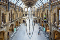 Europe, UK, England, London, Kensington and Chelsea, South Kensington, Natural History museum, Hintze Hall, skeleton of a blue whale suspended from the ceiling [AWL110001554]