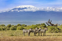 Kenya, Tawi Conservancy, Kajiado County. Common Zebras on grassy plain with the snow-capped peak of Mount Kilimanjaro ??'Kibo rising 19,341 feet (5,895 metres) above sea level ??' dominating the landscape. [AWL110001556]