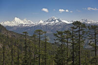 A superb view of snow-capped mountains from the Cheli La Pass, Bhutan’s highest motorable road.  [AWL110001569]