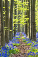 Path through Bluebell Flowers (Hyacinthoides non-scripta) and Beech Forest,  Hallerbos Forest, Belgium [AWL110001573]