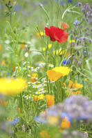 Colorful flower meadow in the park of Ooidonk Castle near Deinze, East Flanders, Belgium [AWL110001574]