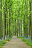 Footpath Through Bluebells in Spring, Hallerbos, Halle, Belgium [AWL110001575]