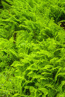 Ferns, Fundy National Park, New Brunswick, Canada [AWL110001576]