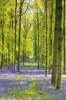 Woodland of Bluebells (Hyacinthoides non-scripta) Hertfordshire, England [AWL110001577]