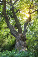 United Kingdom, England, Hampstead Heath. A magnificent English Oak tree (Quercus robur) also known as common oak, pedunculate oak or European oak [AWL110001578]